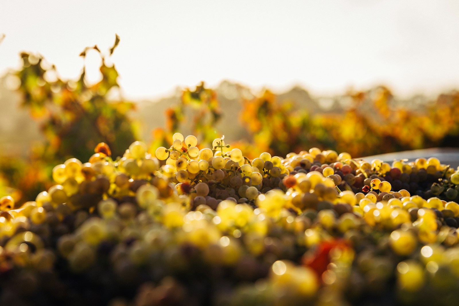 la viticulture en bretagne, un vignoble à l'identité marquée