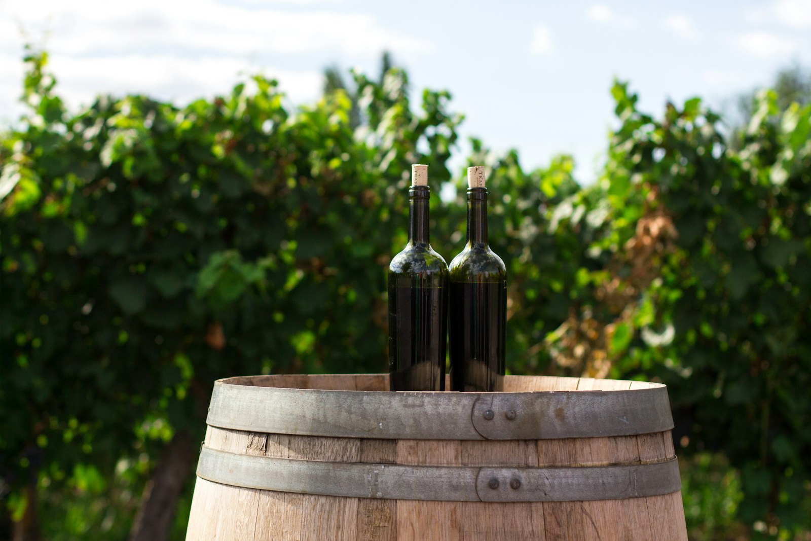 le bâtonnage du vin : une technique pour plus de complexité aromatique