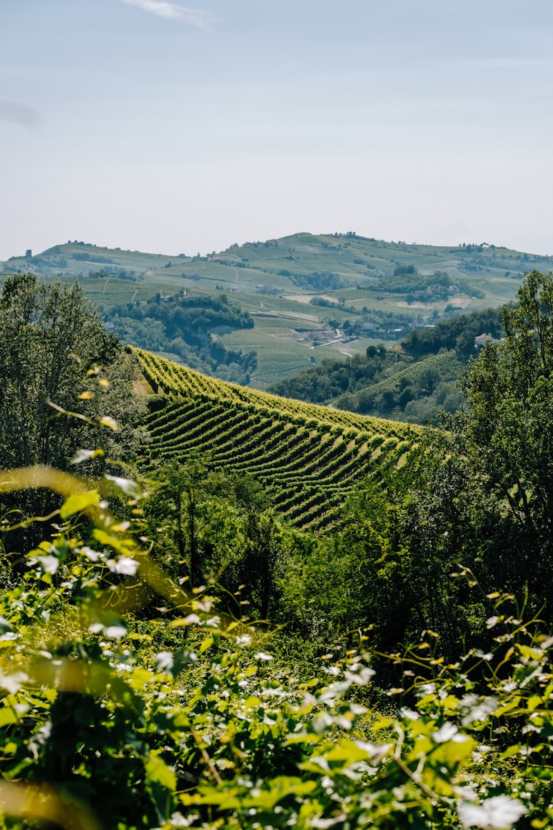 à la découverte des vins du piemont: cépages et terroirs