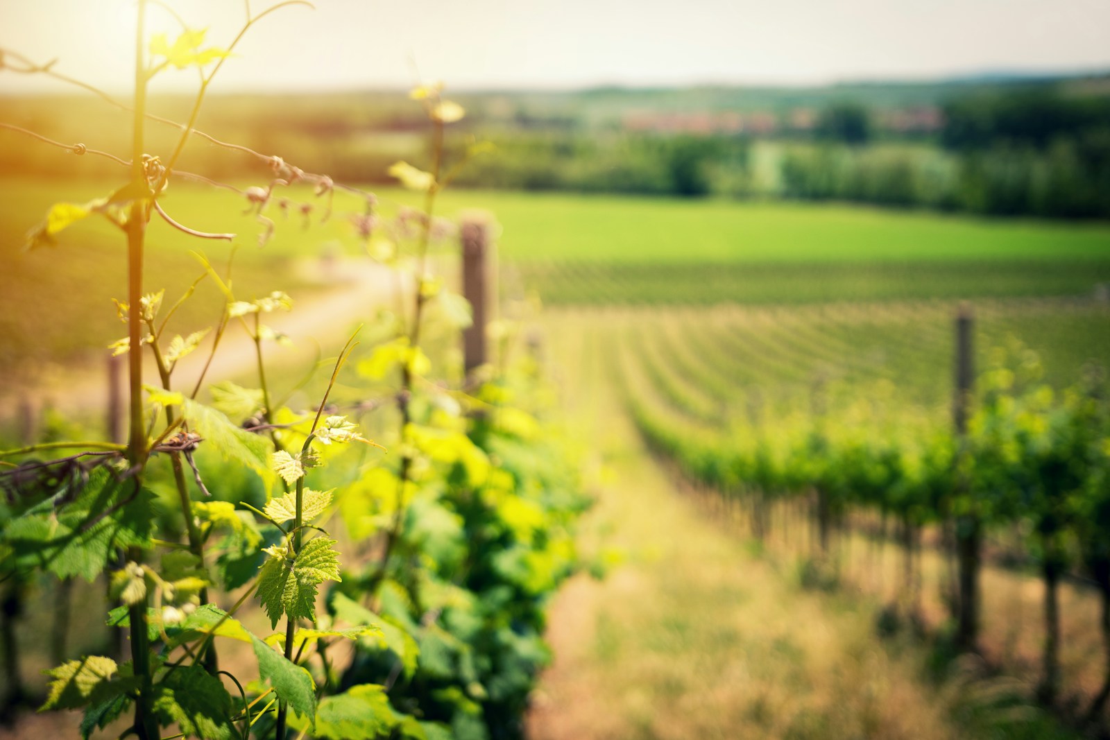 les vendanges en vert, une technique pour améliorer la qualité du vin