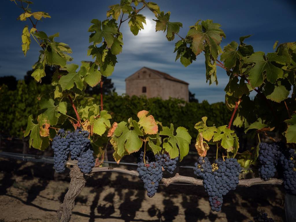 L'influence des phases lunaires sur la viticulture et la vinification.