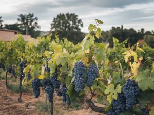 Les cépages résistants : l’avenir de la viticulture face au changement climatique